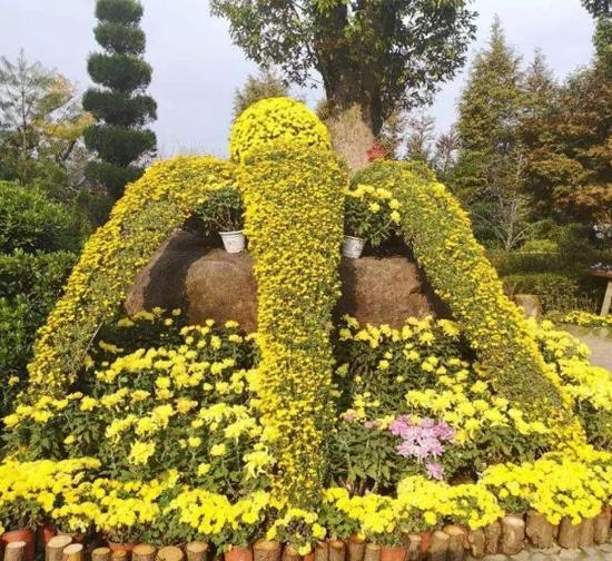 上海精品菊花造型