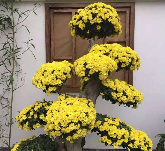 上海造型菊花种植