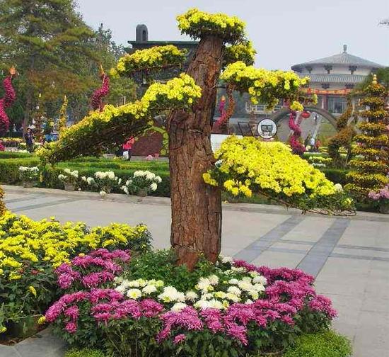 上海菊花造型